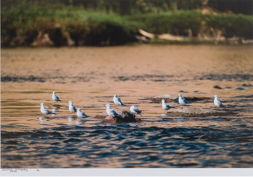 [PROD_0002226] Bassam Al Zoghby