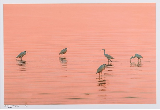 [PROD_0002228] Bassam Al Zoghby